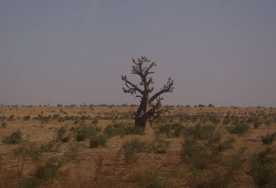 Baobab