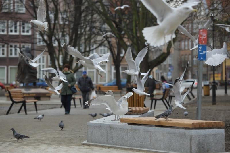 Park Świętopełka polubiły także ptaki