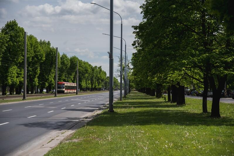 Wielka Aleja w Gdańsku - w maju najpiękniejsza
