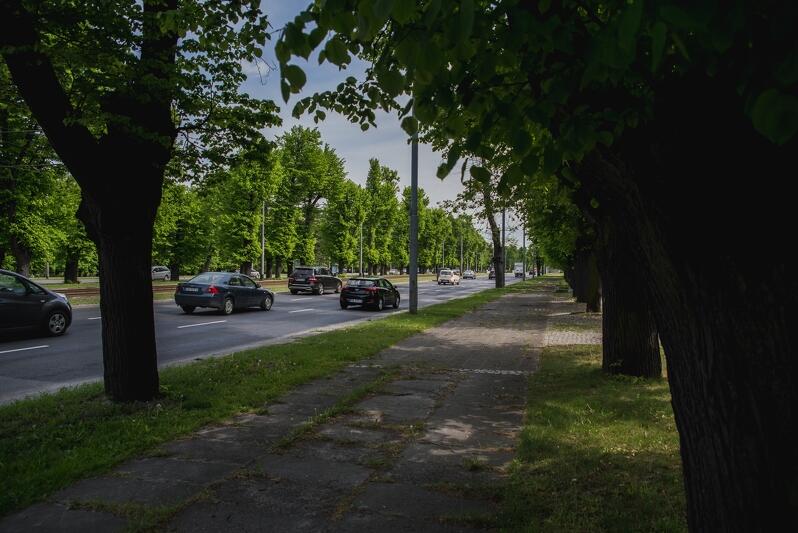 Czy wiesz, że lipy przy Wielkiej Alei zostały zasadzone w specyficzny sposób? W jaki? Dowiesz się podczas zaplanowanych na jej święto wykładów