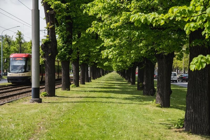 Nz. Wielka Aleja Lipowa w Gdańsku to zabytek, którego początki sięgają 1770 roku (gdy Gdańsk należał do I Rzeczpospolitej, a na czele władz miasta stał burmistrz Daniel Gralath)