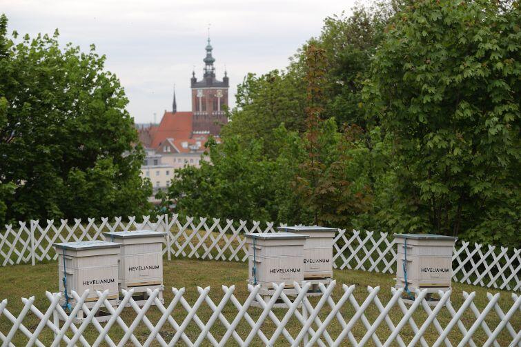 Pasiekę ustawiono na skarpie na Prochowanią Wojenną