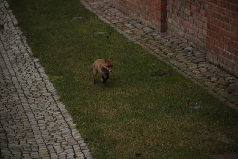 W styczniu kolejne dwa lisy zawędrowały w okolice Muzeum Narodowego w Gdańsku  