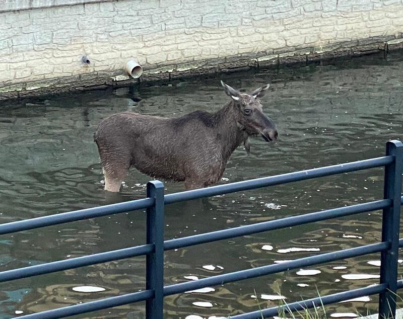 Łosia zauważono w Kanale Raduni na gdańskim św. Wojciechu