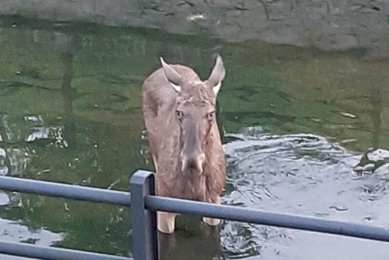 Klępa łosia bezradnie szukała drogi ucieczki z kanału...