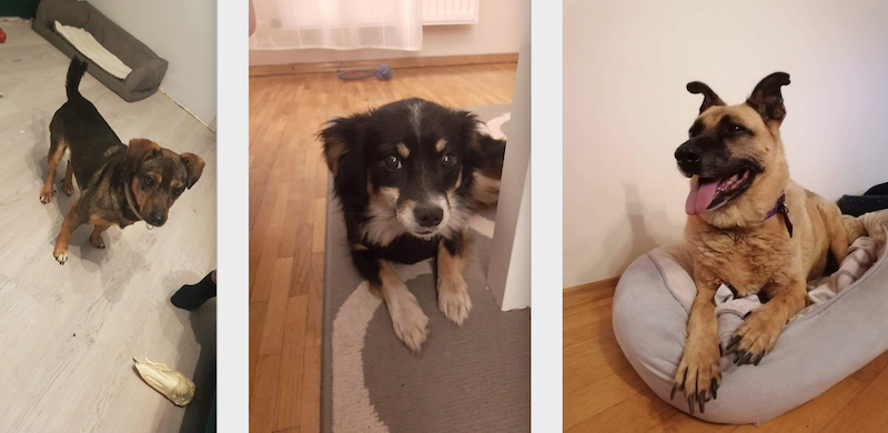Trzy psy: dwa brązowe kundelki i jeden beżowy pies w typie owczarka