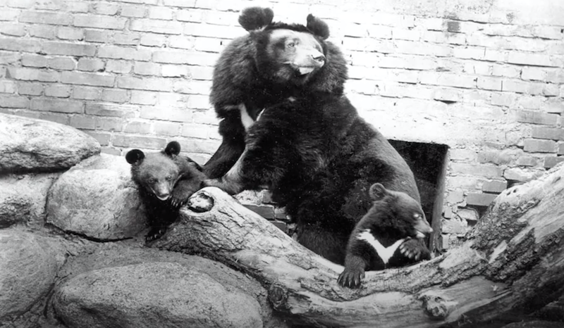 Nz. Małgosia - niedźwiedzica himalajska i jej potomstwo