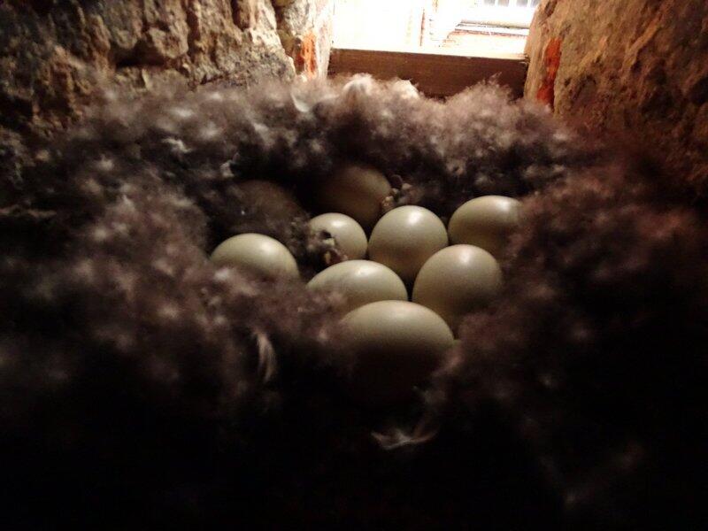 W gnieździe znajdowało się dziewięć jaj. Wykluły się tylko trzy