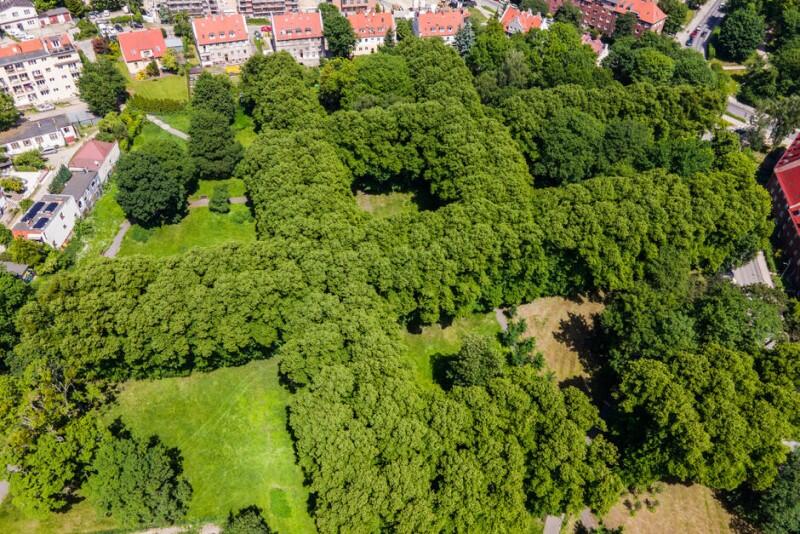 Widok z drona pokazuje wyraźnie linie drzew, które przypominają o przebiegu dawnych cmentarnych alei