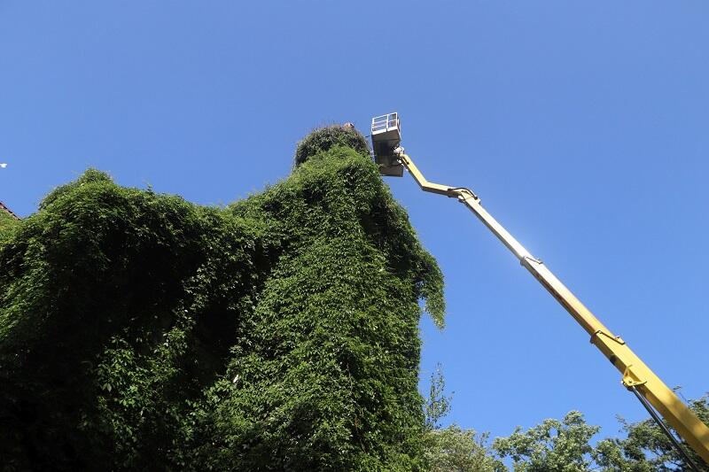 Operacja wyciągania bocianich piskląt z gniazda