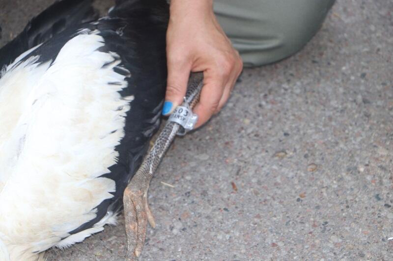 Obrączka na nodze jednego z tegorocznych bocianich potomków z gdańskiego ZOO