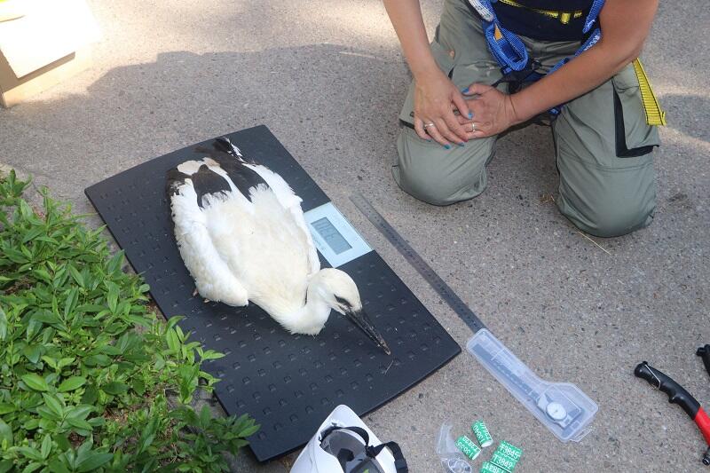 Obowiązkowe ważenie i mierzenie młodych bocianów...