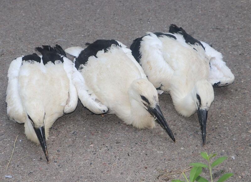 Trzy małe zuchy czekają na obrączkowanie
