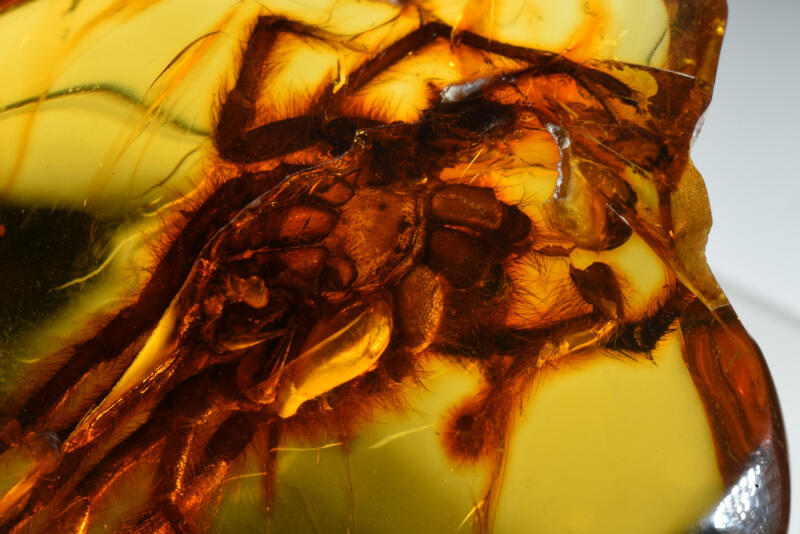 Pająk z grupy Mygalomorphae (gromada Arachnida - pajęczaki, rząd Aranaeae - pająki, podrząd Opistothelae, infrarząd Mygalomorphae - ptaszniki). Wymiary bryłki bursztynu 44 x 48 x 18 mm, waga: 20 g.