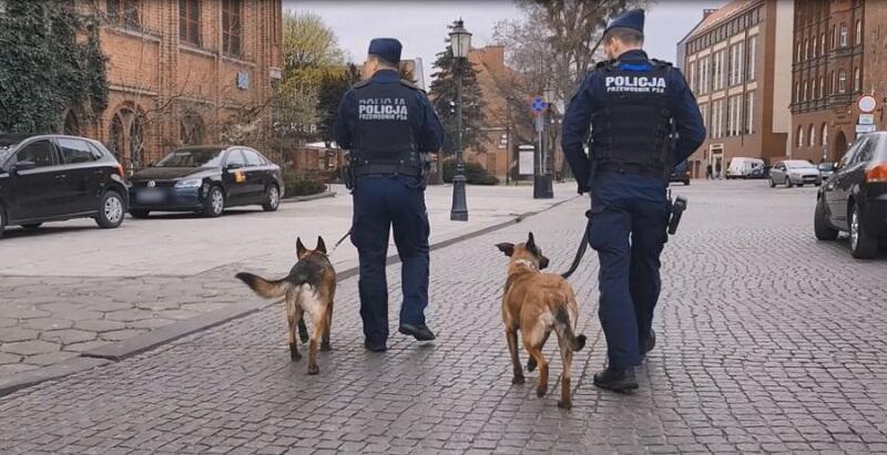 Psy, które służą w gdańskiej policji nie tylko patrolują ulice i parki, i biorą udział w zabezpieczaniu imprez masowych. Ratują ludzkie życie, odnajdując osoby zaginione, tropią przestępców, znajdują narkotyki oraz pomagają znaleźć i zneutralizować zagrożenie policyjnemu pirotechnikowi