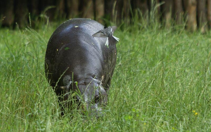 Nowy wybieg dla hipopotamów karłowatych w gdańskim ZOO