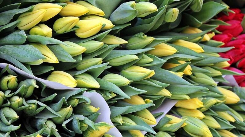 Będą to między innymi cebulki tulipanów, które trzeba posadzić już jesienią, żeby tak pięknie wyrosły na wiosnę