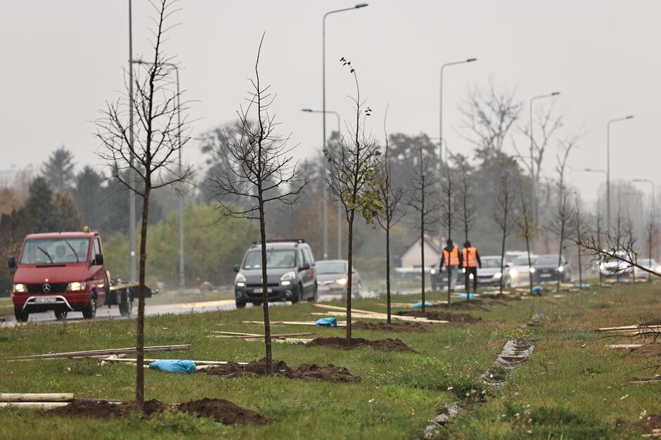 Nasadzenia przy al. Płażyńskiego Fot Grzegorz Mehring