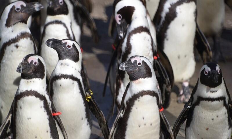 Pingwiny przylądkowe są gatunkiem zagrożonym wyginięciem w naturze (status EN wg Czerwonej Księgi IUCN). Szacuje się, że w ciągu ostatnich 35 lat populacja tego gatunku zmniejszyła się o ponad 70 proc. i nadal spada