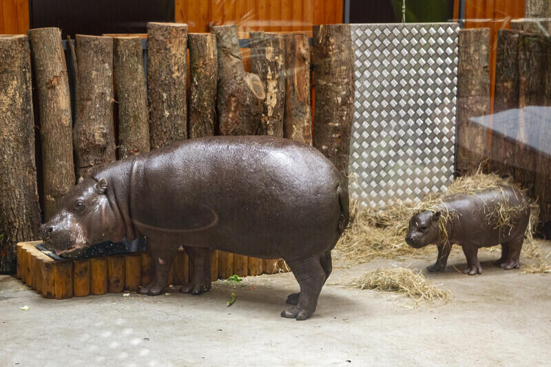 Hipopotamy karłowate z Gdańskiego Ogrodu Zoologicznego mają nową siedzibę