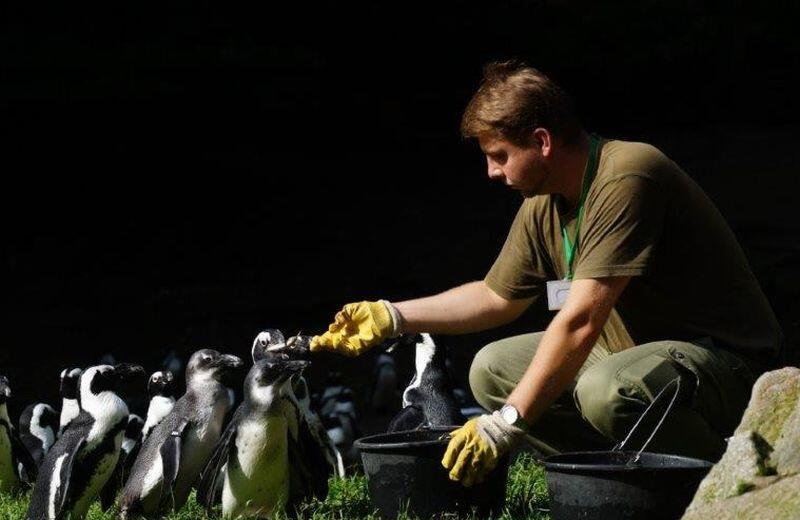 Karmienie pingwinów można obserwować codziennie z wyjątkiem śród
