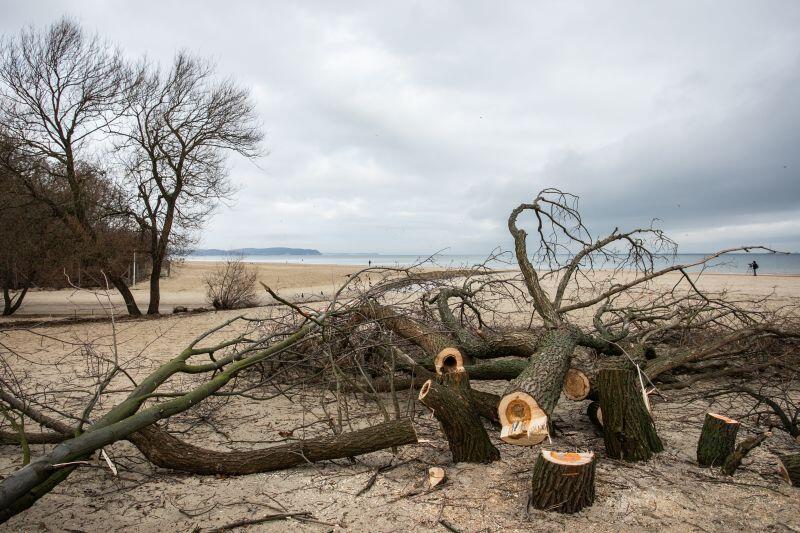 Wycięte drzewa znajdują się tuż przy ujściu do morza Potoku Oliwskiego