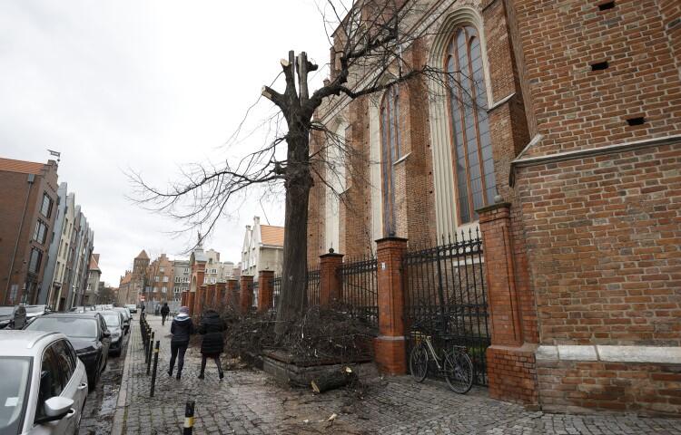 Powalone drzewo przy kościele św. Jana