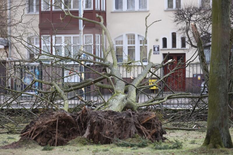 Dwa wyrwane z korzeniami drzewa w Parku Oliwskim, na wysokości budynku przy ul. Opata Jacka Rybińskiego 6