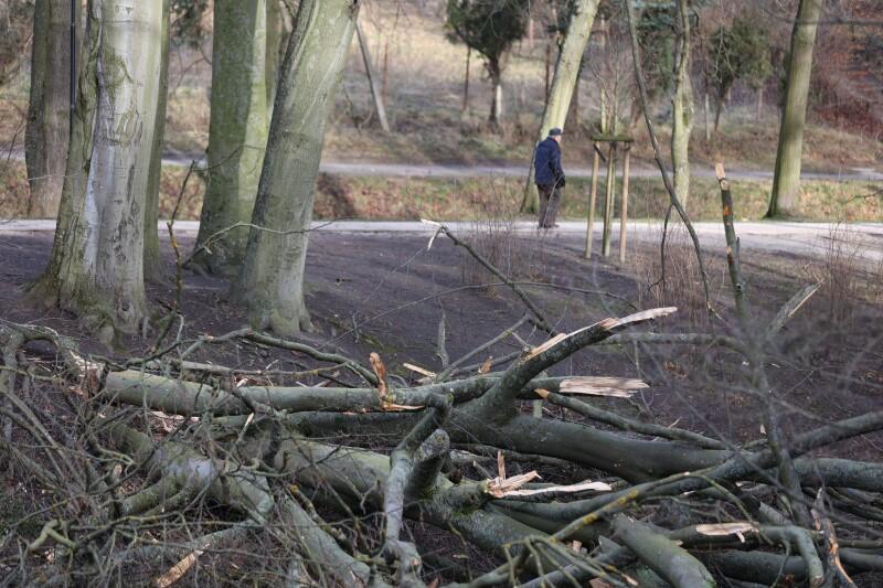Połamane drzewa da się policzyć, ale samych pourywanych gałęzi i konarów w całym Gdańsku są tysiące. Na zdjęciu - wiatrołomy w Parku Oruńskim