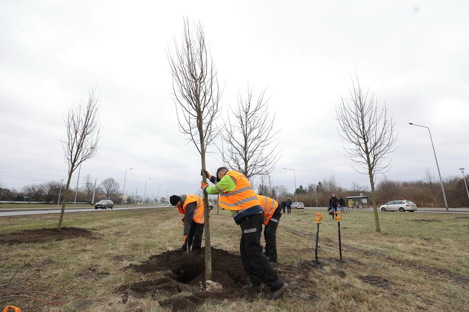 W alei Macieja Płażyńskiego zasadzono już ponad 400 drzew