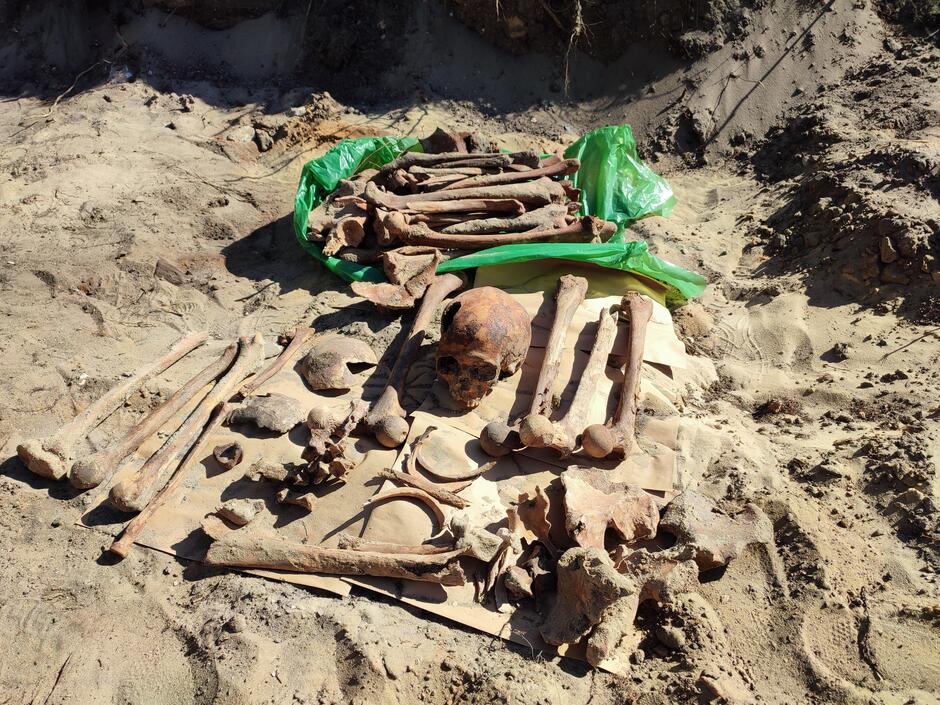 Wśród odkrytych szczątek są kości udowe i piszczelowe, oraz kości miednicy