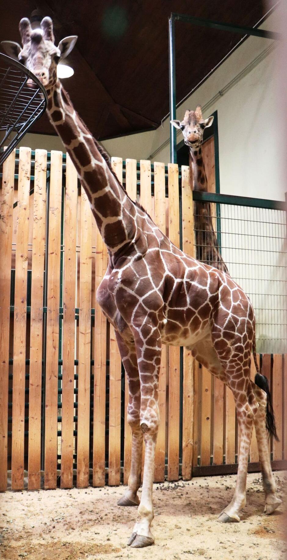 W gdańskim Zoo przebywają wyłącznie samce żyrafy siatkowanej