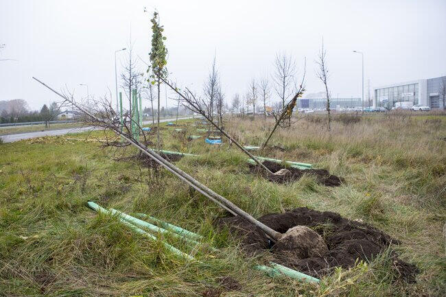 Zgodnie z ustaleniami inspektorów NIK w latach 2015 - 2020 w Gdańsku liczba nasadzonych drzew była wyższa niż tych faktycznie usuniętych