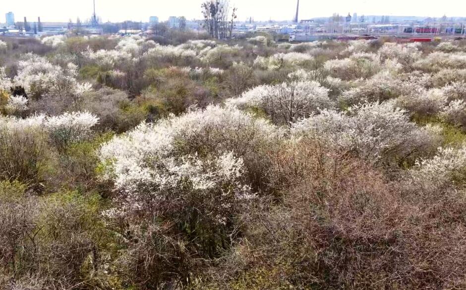 Kwitnące na biało drzewa w Gdańsku Przeróbce
