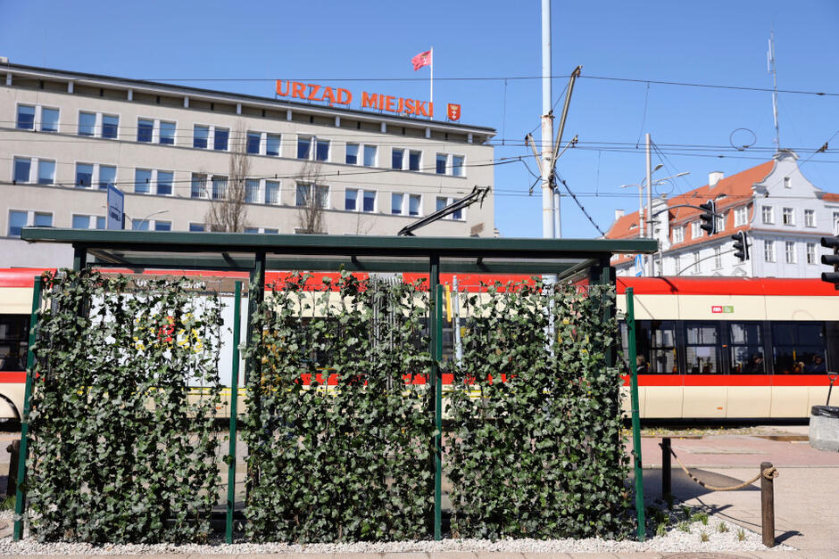 W Gdańsku od kwietnia oczy mieszkańców zaczynają cieszyć zielone przystanki komunikacji miejskiej