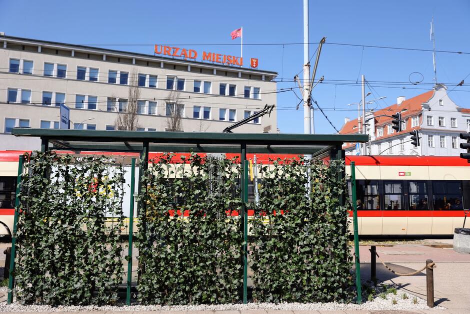 Bluszcz na wiacie przystankowej. Fot Dominik Paszliński