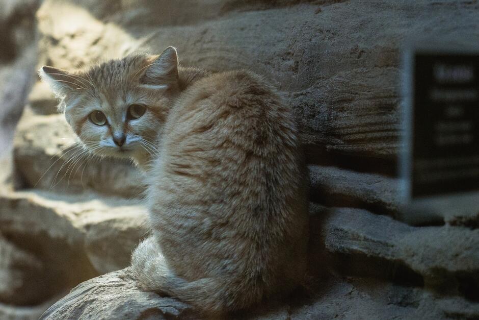 Kot arabski, który mieszka w ZOO w Oliwie ma zapewnioną opiekę, ale na taką nie mogą liczyć inne dziko bytujące w mieście zwierzęta. Zastanówmy się wspólnie, jak im pomóc 