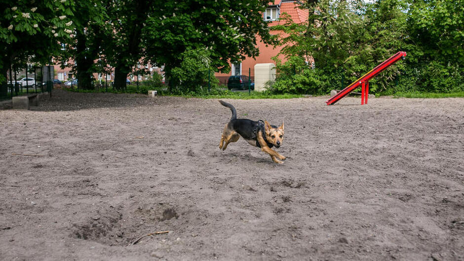 Wybiegi dla psów to specjalnie przygotowane, ogrodzone przestrzenie, gdzie psy mogą swobodnie biegać bez smyczy