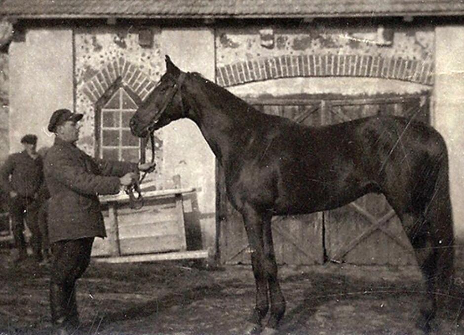 Tego konia, araba o imieniu Demon, w lutym 1940 roku otrzymał major Hubal  od rodziny Bąkowskich