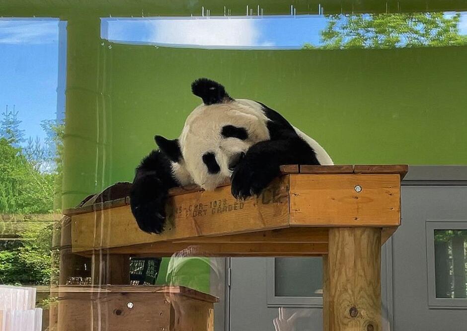 Edynburska panda wielka drzemiąca po obfitym posiłku z bambusa