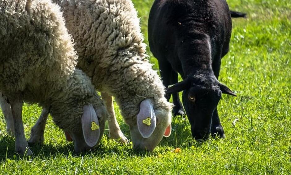 Owce na opływie Motławy w Gdańsku będą sobie skubać trawkę na obszarze ok. hektara