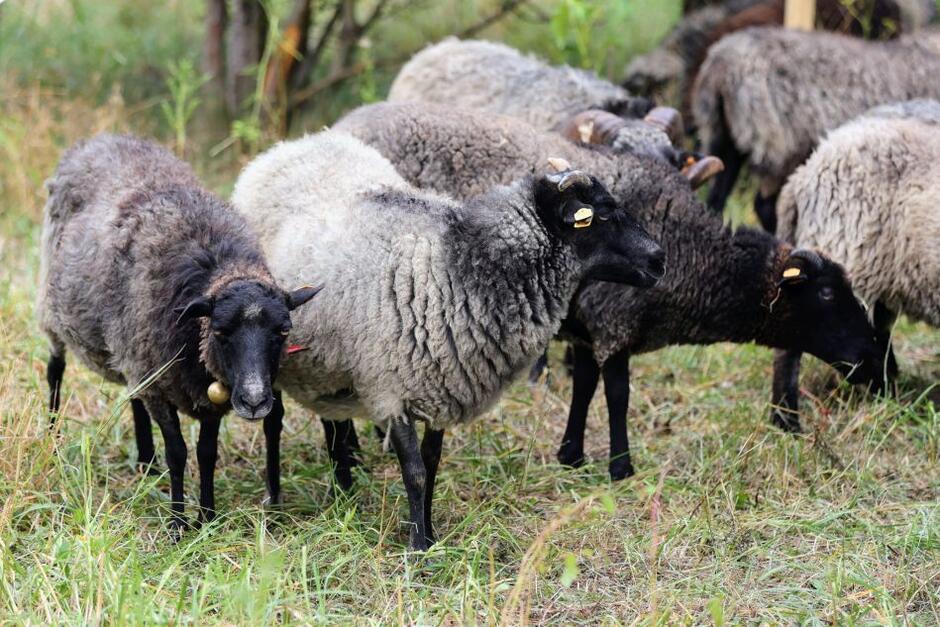 Na terenie parku nad Opływem Motławy po raz pierwszy wypuszczone zostało stado 15 owiec 
