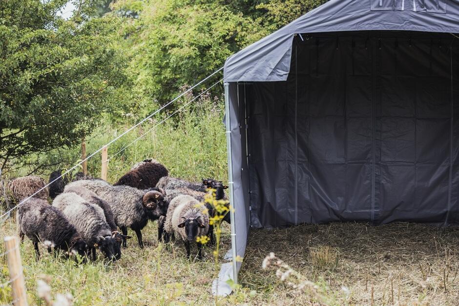 Kilka owiec na pastwisku obok czarnego namiotu z brezentu