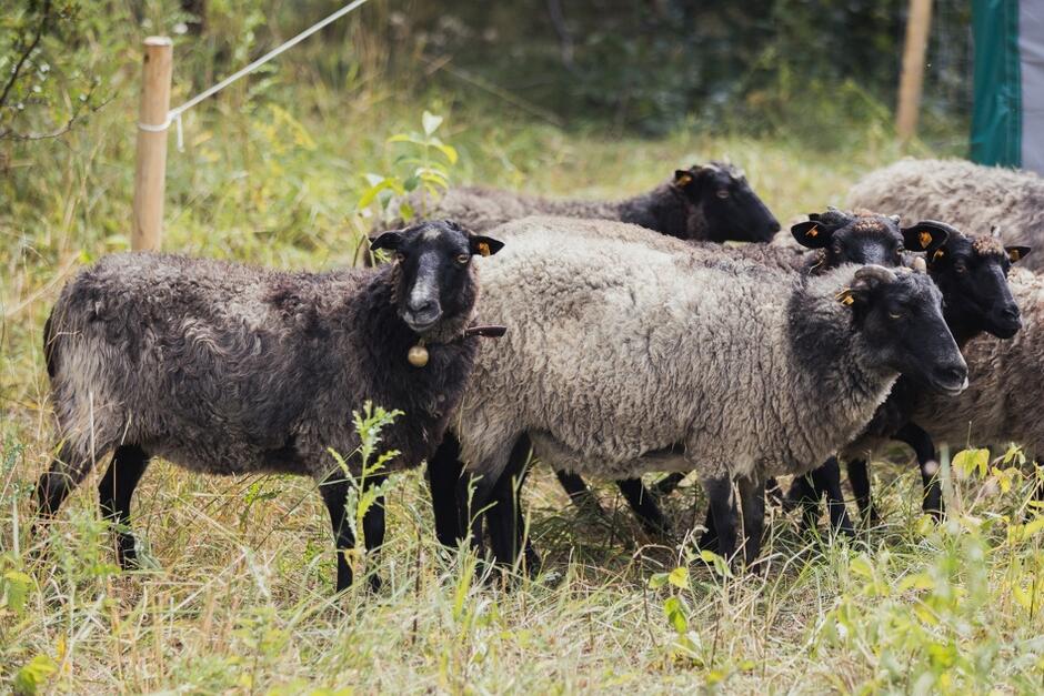 Pilotażowy projekt wypasu owiec w parku Opływ Motławy zaplanowano do końca października