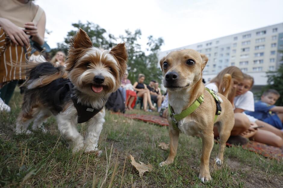 Konkurs psich piękności odbył się po raz drugi na trawniku przed klubem GAK Plama na Zaspie