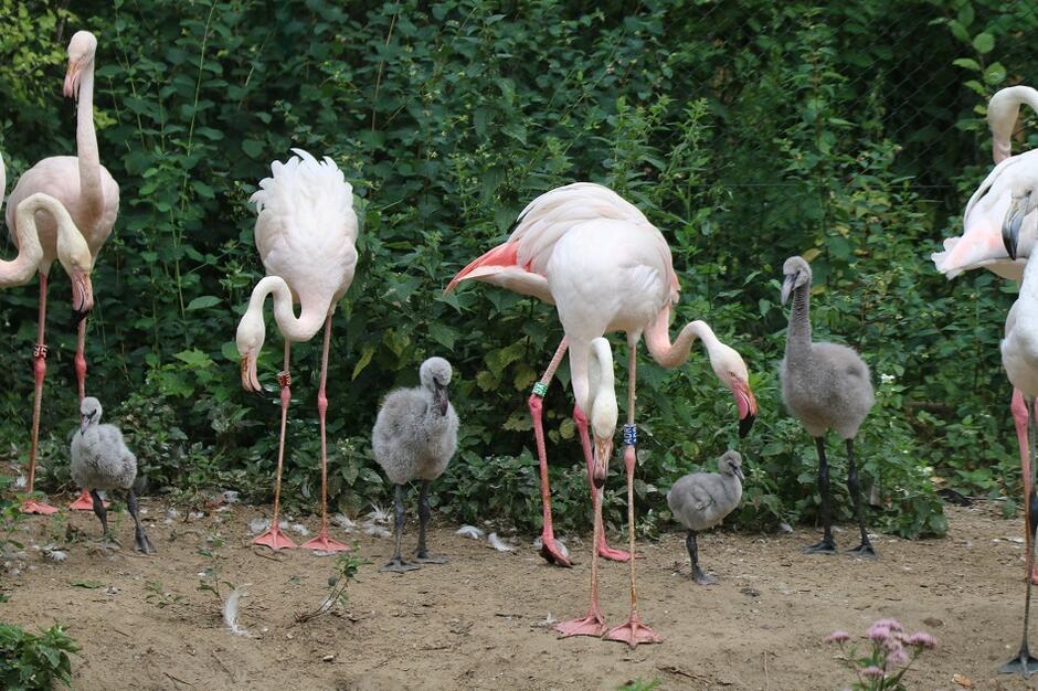 Czworo flamingów z gdańskiego zoo przyszło na świat w lipcu 2022 r.