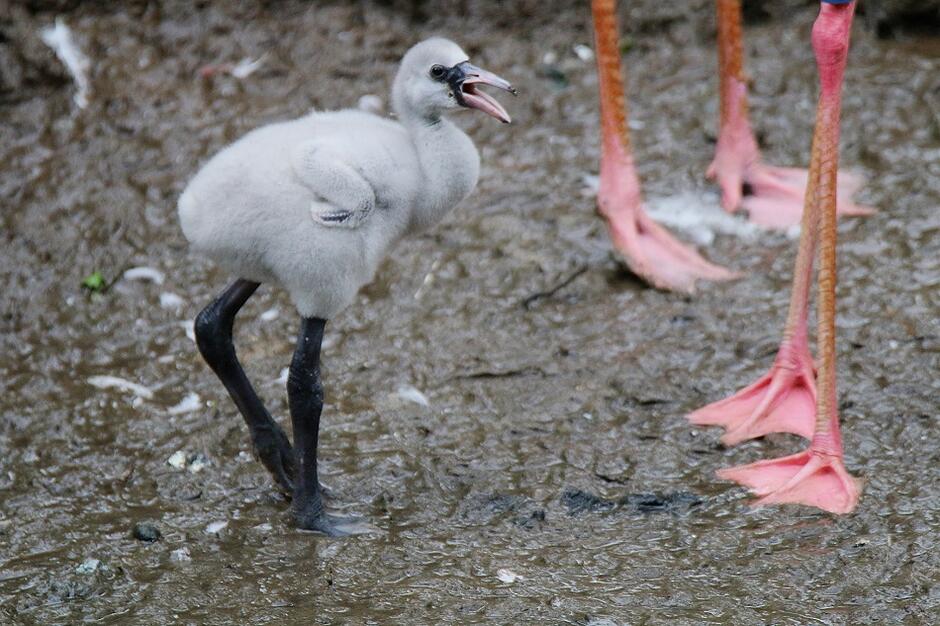 Pisklę flaminga to klasyczne brzydkie kaczątko