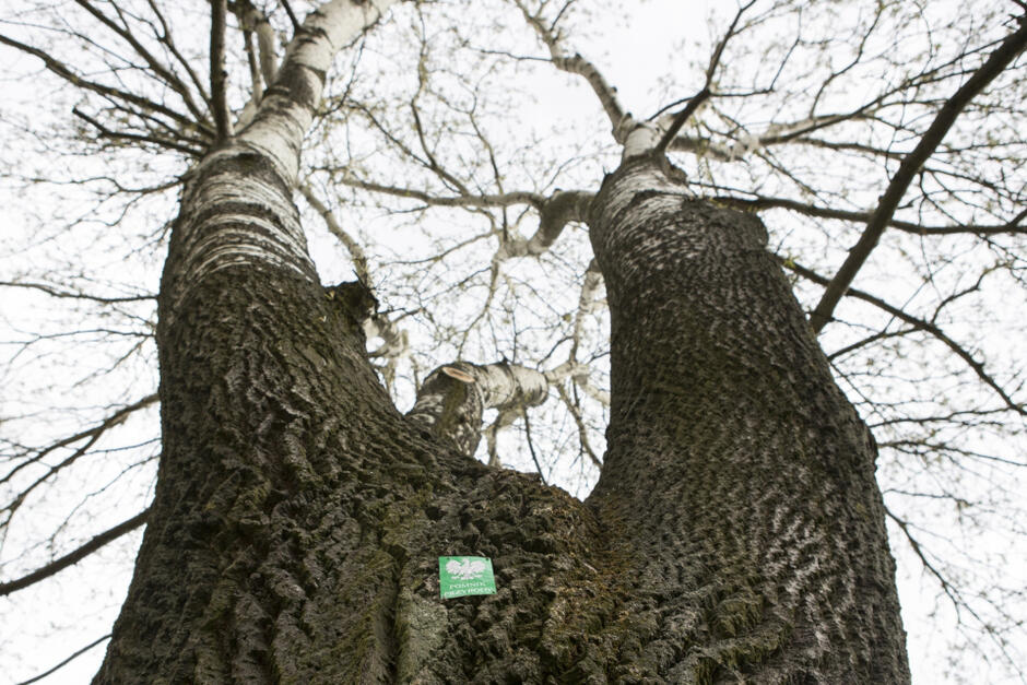 Akcja „Zgłoś drzewo na pomnik przyrody nadal trwa, warto wziąć udział. Nz. Topola biała - pomnik przyrody