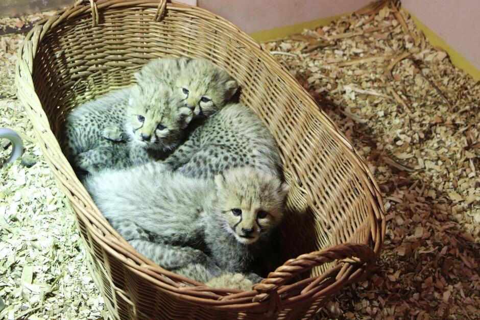 Wspólne dzieciństwo gepardów. Zwiedzający zobaczą je na żywo za kilka tygodni