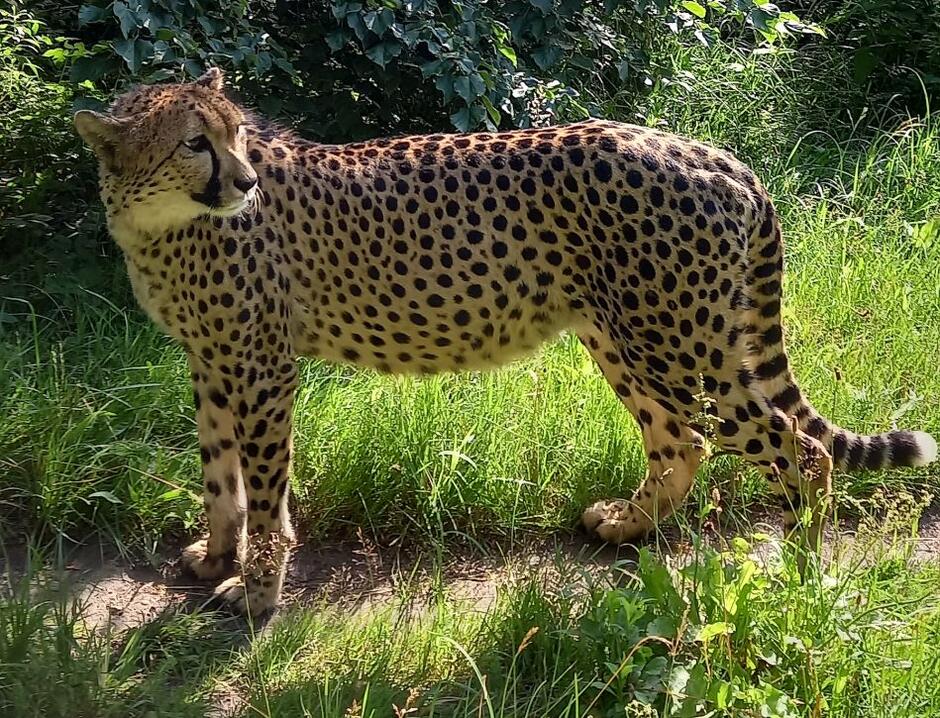 Piękna Vega - matka małych gepardów (nz. jeszcze ciężarna) to samica ze Szwecji